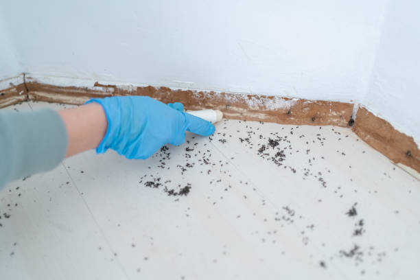 Best Mosquito Control Services  in Oak Ridge, TN